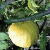 Citrus aurantium ssp bergamia