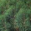 Pinus mugho ssp. Pumiliones