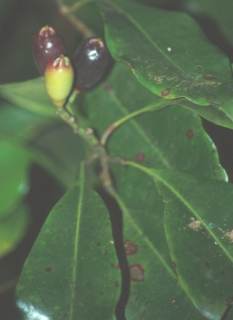 Caryophyllus aromaticus