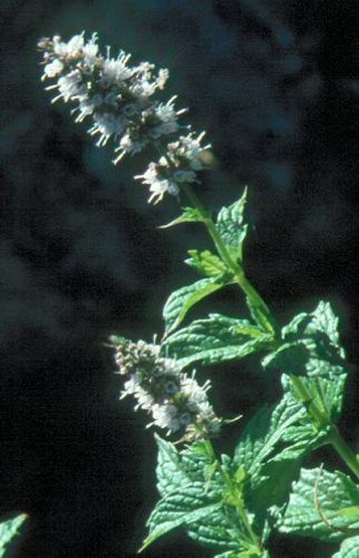 Mentha viridis