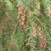 Schinus therebinthifolia
