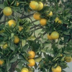 Citrus aurantium ssp. amara