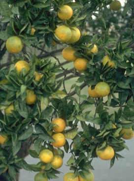 Citrus aurantium ssp. amara