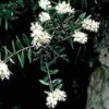 Melaleuca viridiflora quinquenervia ct 1,8-cineole