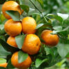 Citrus reticulata var. mandarina